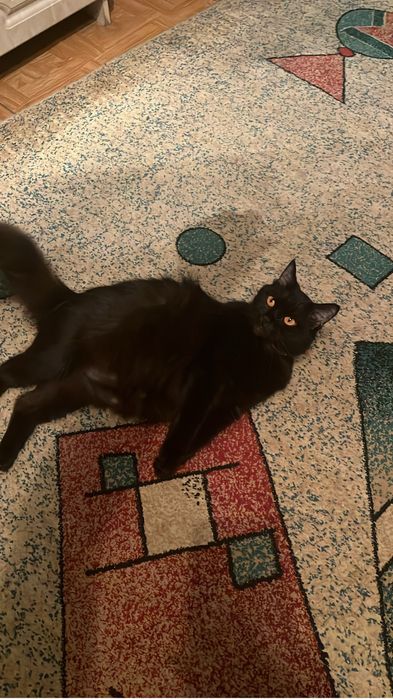 Отдам в хорошие руки