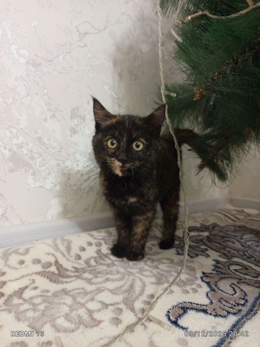 Уй мушуклари бор