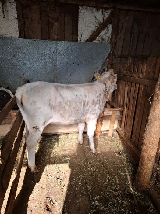 Vand vitea din monta artificiala