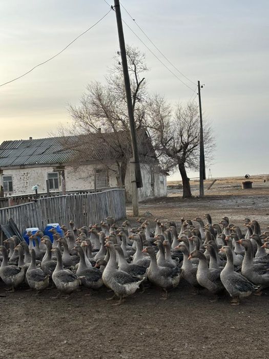 Қаздың еті салмағы 3,5-5 бағасы 3500 за кг