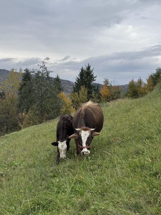 Vând vaca la prima fătare