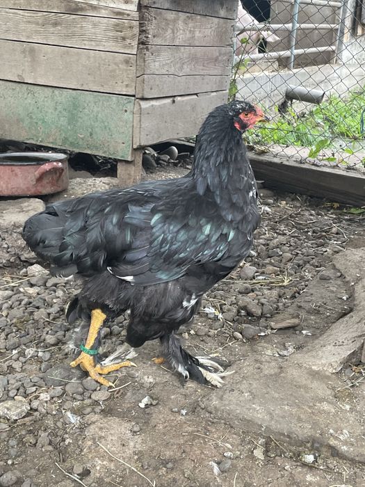 Brahma bobat pe negru