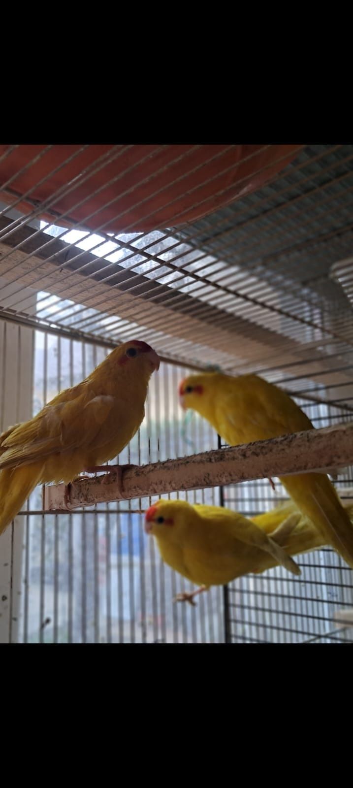 Perusi, Agaponis, Nimfe, Rozela, Micul Alexander, Kakarichi