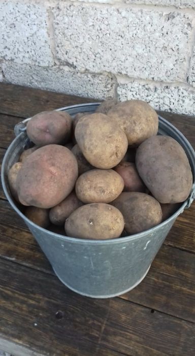 Продам картофель едовой