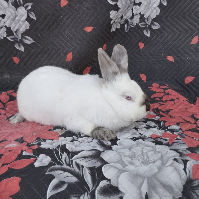 Цика и калифорнийски зайци