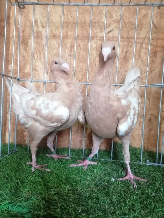 Voiajori germani de frumusețe