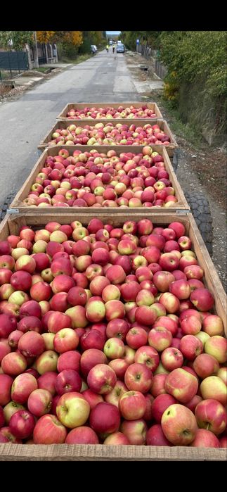 Vand mere idared calitate 1