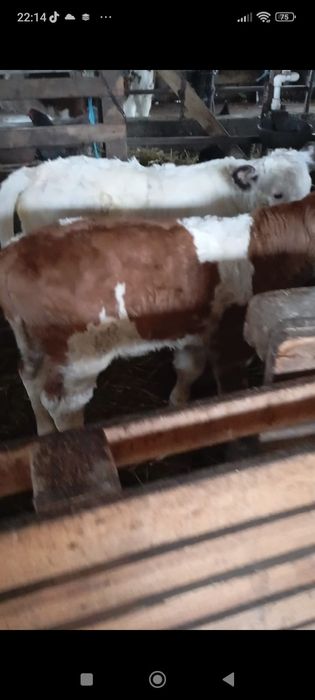 vând doi tăurași de bălțată românească și belgian