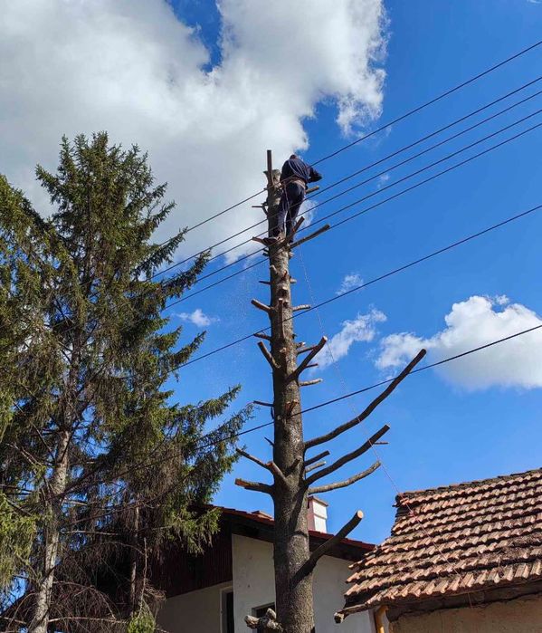 Реже ,кастри опасни дървета !!!