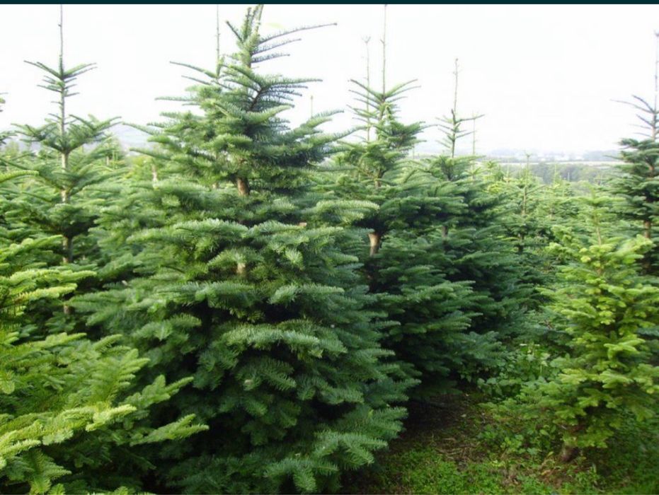 Brazi verzi si arginti la cele mai bune preturi !