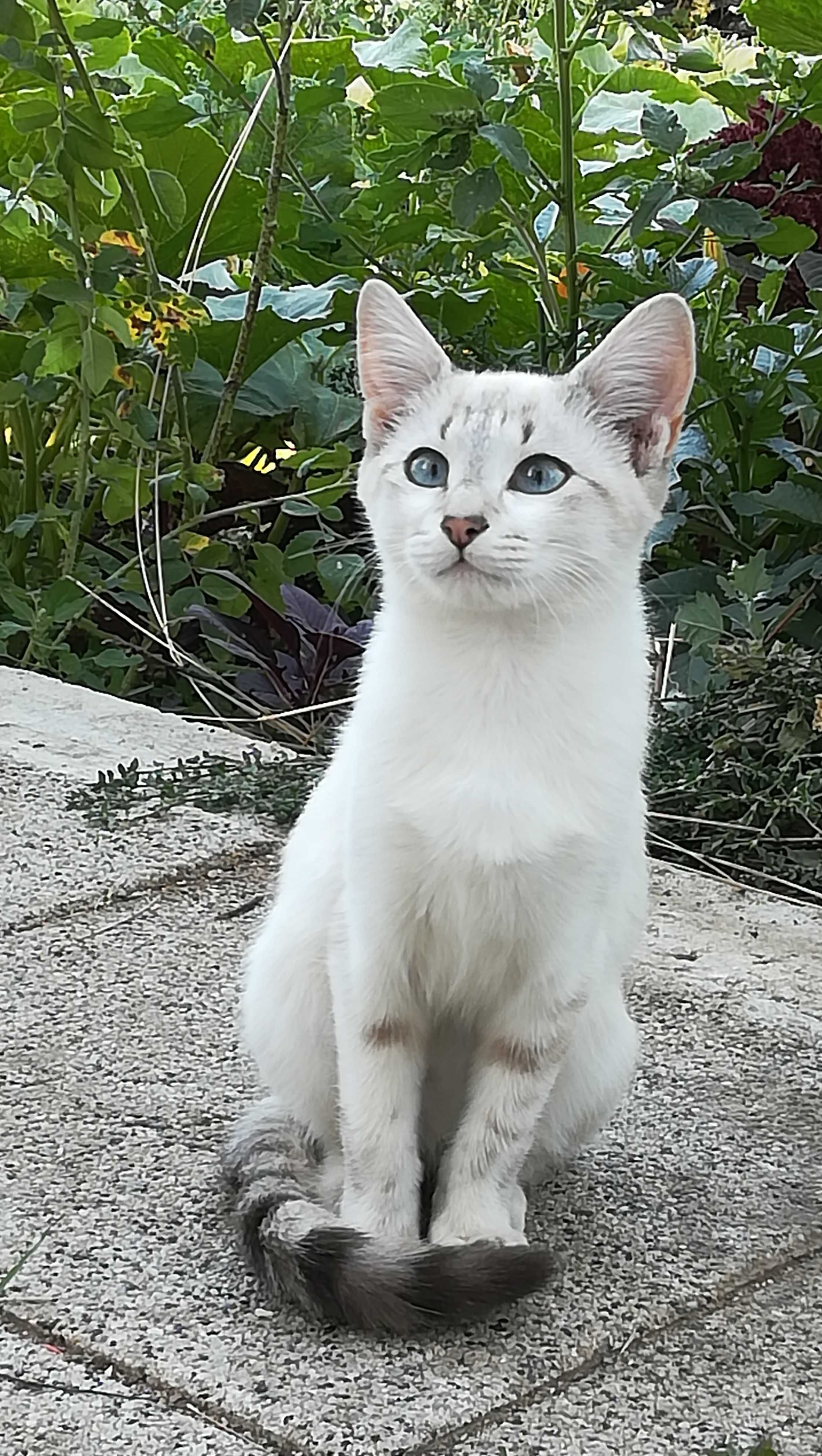 Коте женско бяло на 5 месеца
