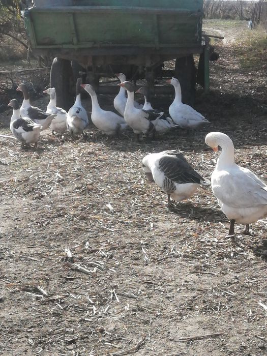 Gâște de vânzare!
