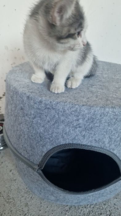 Отдам даром котёнка. Мальчик