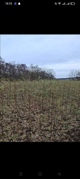 Salcâm plop cireș sălbatic oferta