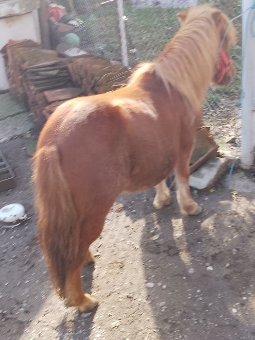 Vând ponei talie mica