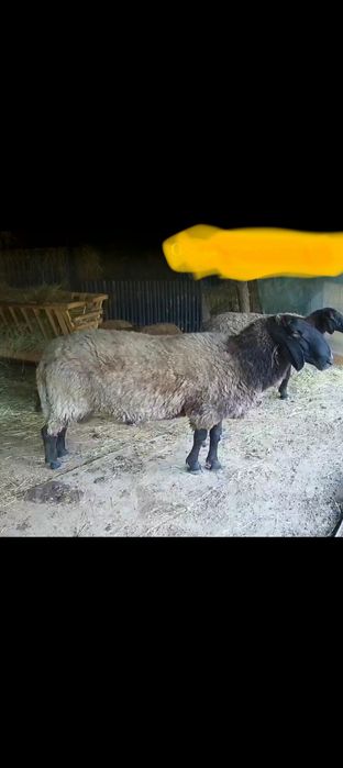 Berbec sârbesc chiut genetic!