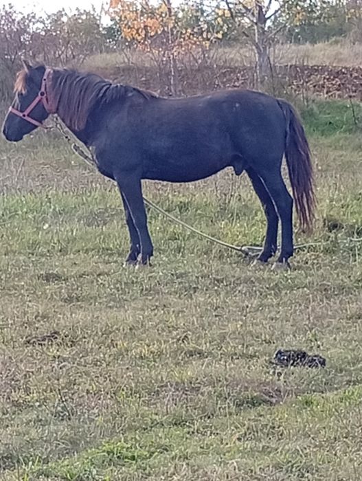 De vânzare cal castrat merge pe 9ani 4500 neg