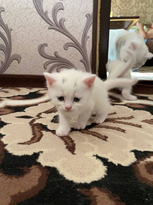 Проаются чистокровные котята