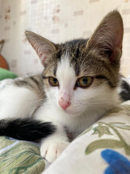 Котенок девочка ищет дом