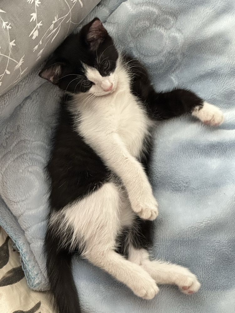 Отдам Даром Котенка