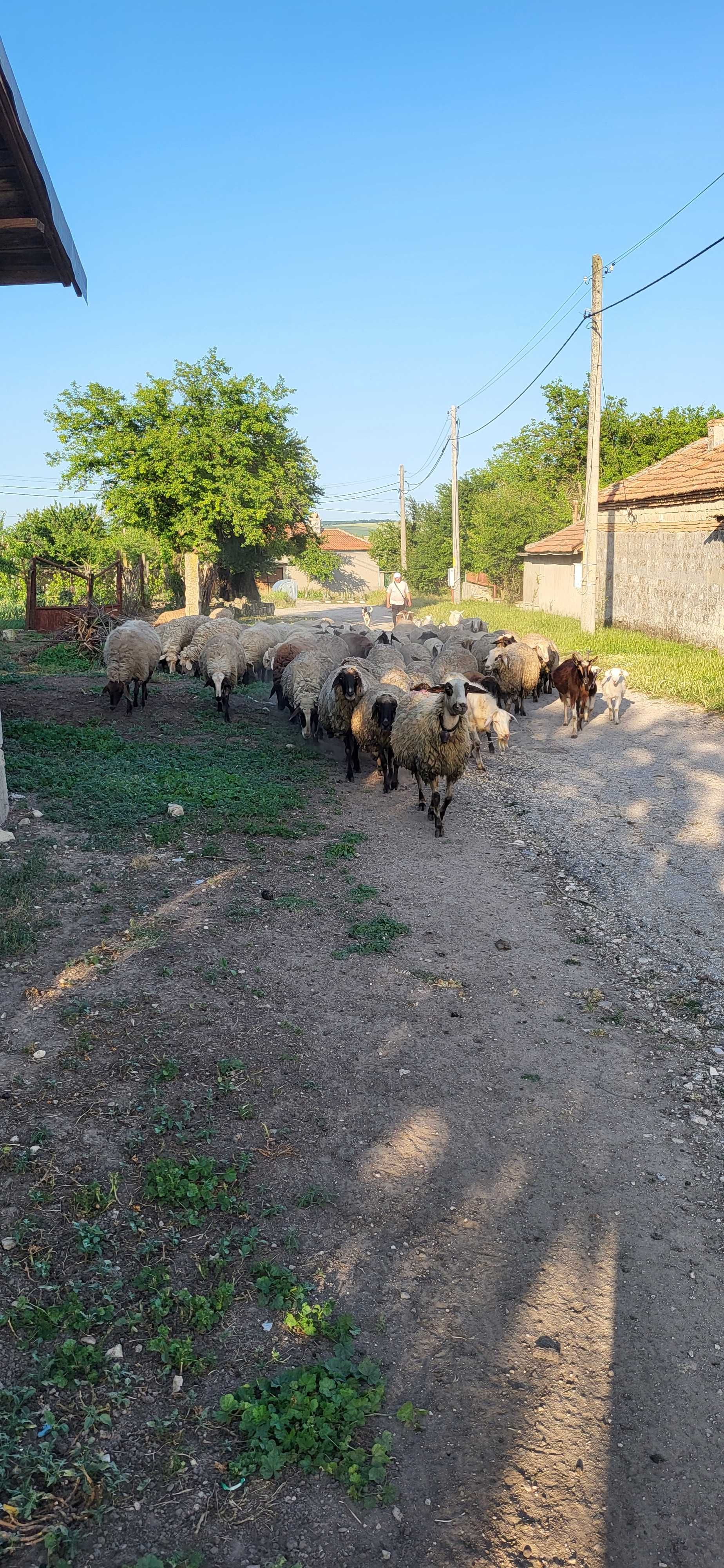 Продавам млади добре гледани овце...