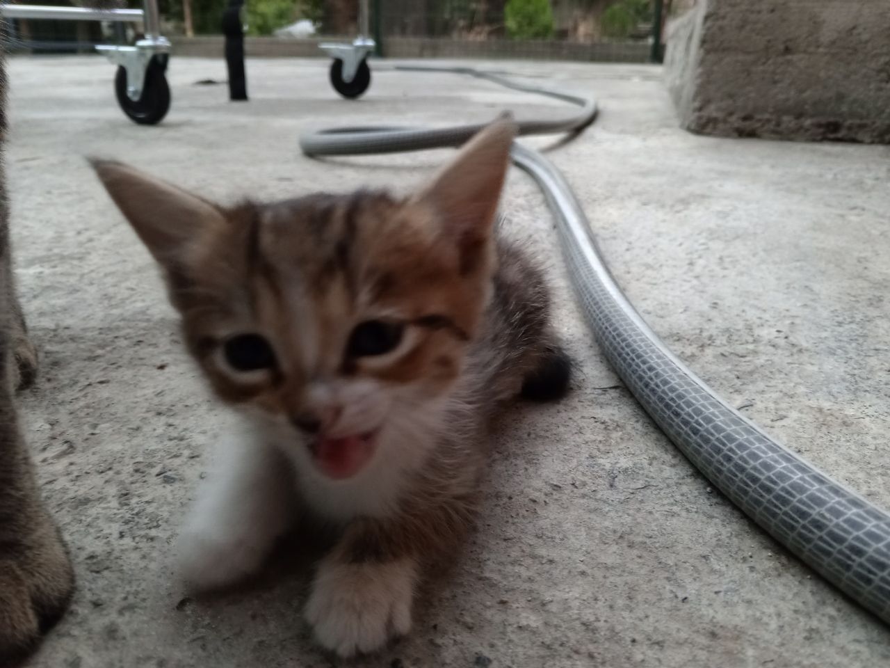 Котёнок отдам даром