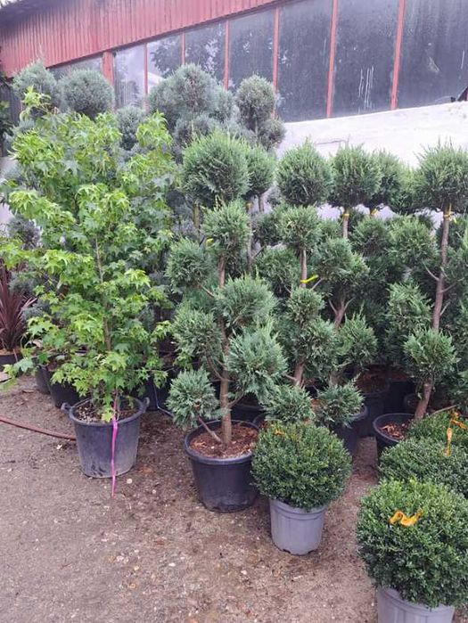 Plante ornamentale verzi pentru orice spațiu exterior