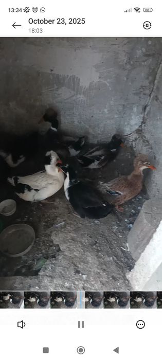 Vand doi ratoi cu mot