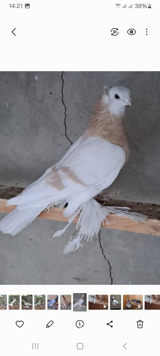Голуби двухчубые