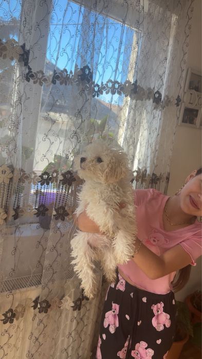 Caini mini toy bichon