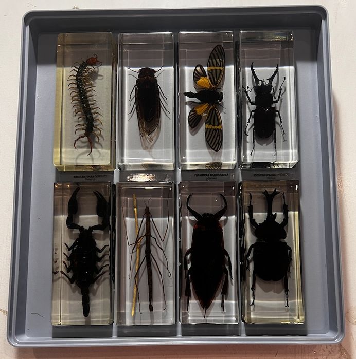 Колекция Истински буболечки