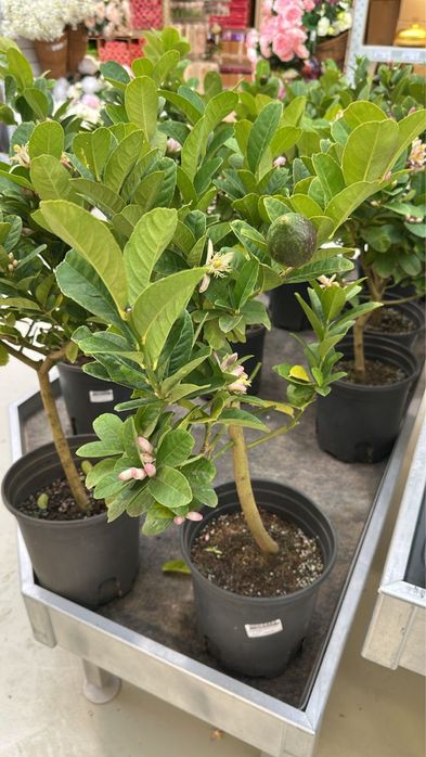 Лимоны красивые