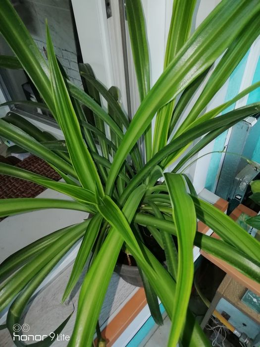 Продам хлорофитум большой 2000т