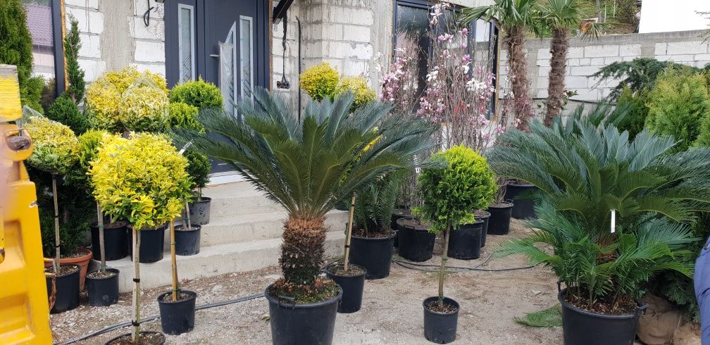 Palmier cycas avem mai multe dimensiuni