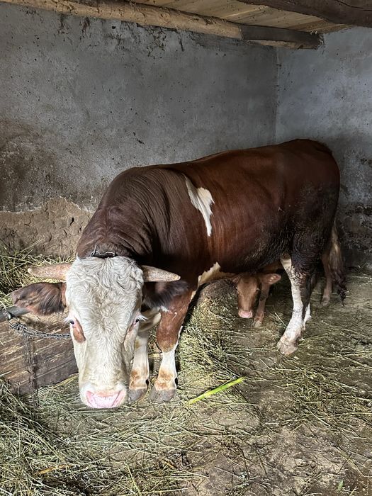 Vand taur pentru reproductie