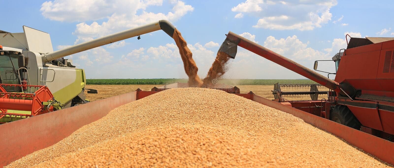 Доставка по Казахстану ячмень зерно пшеница бидай