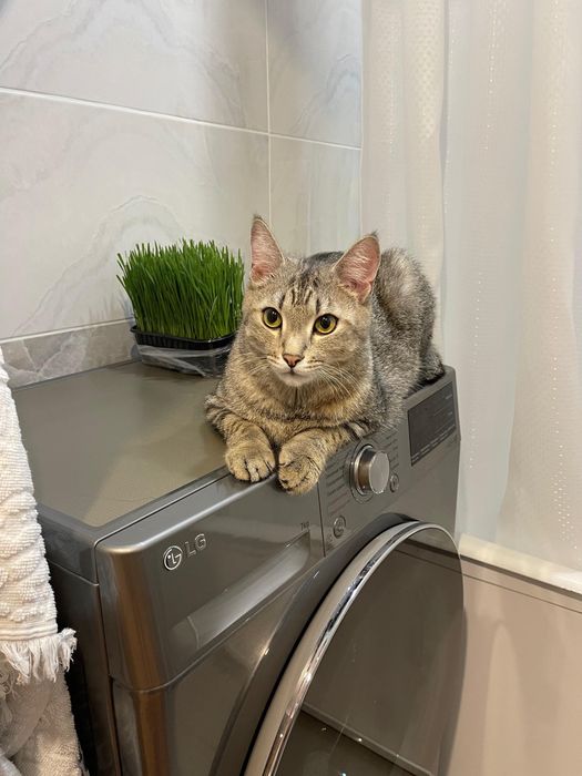 Отдам кота в добрые руки