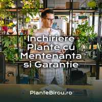 Inchiriere Plante Birou (Plante de Inchiriat Birou) cu Mentenanta