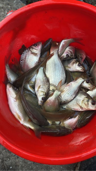 Puiet pește, puiet crap