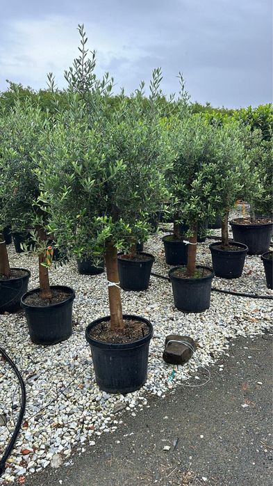 Tuia brazi maslini catalpa pom-pom spirale artari pohtinia cedru