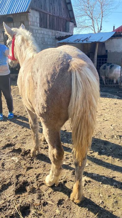 Vand manza de 5 luni sau schimb cu vaca