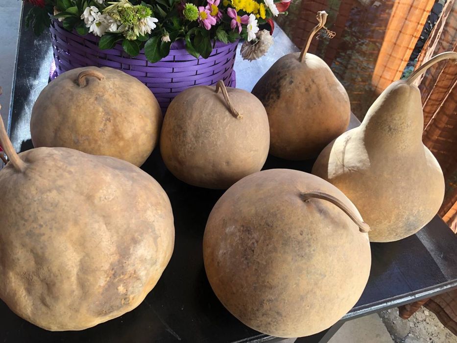 Тыква Qovoq Pumpkin dekor uchun