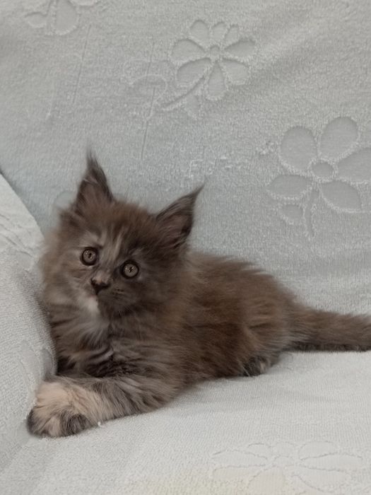 Продаются котёнок мейн кун.