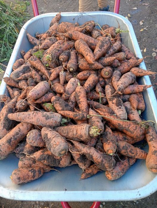 Vând morcovi ... In