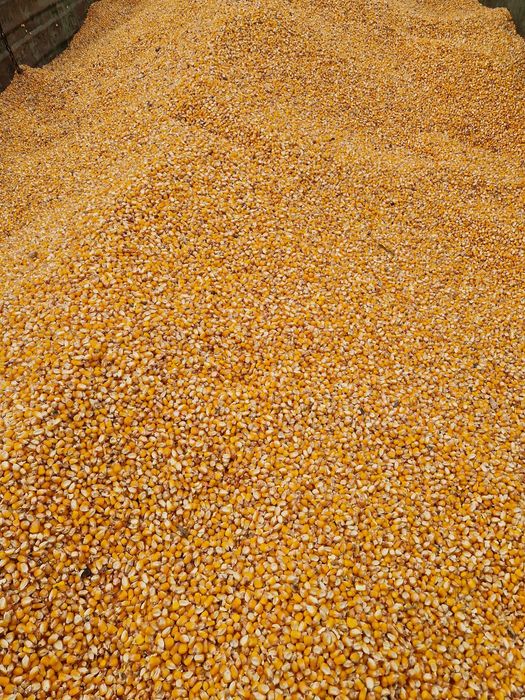 Vand porumb boabe rec 2025