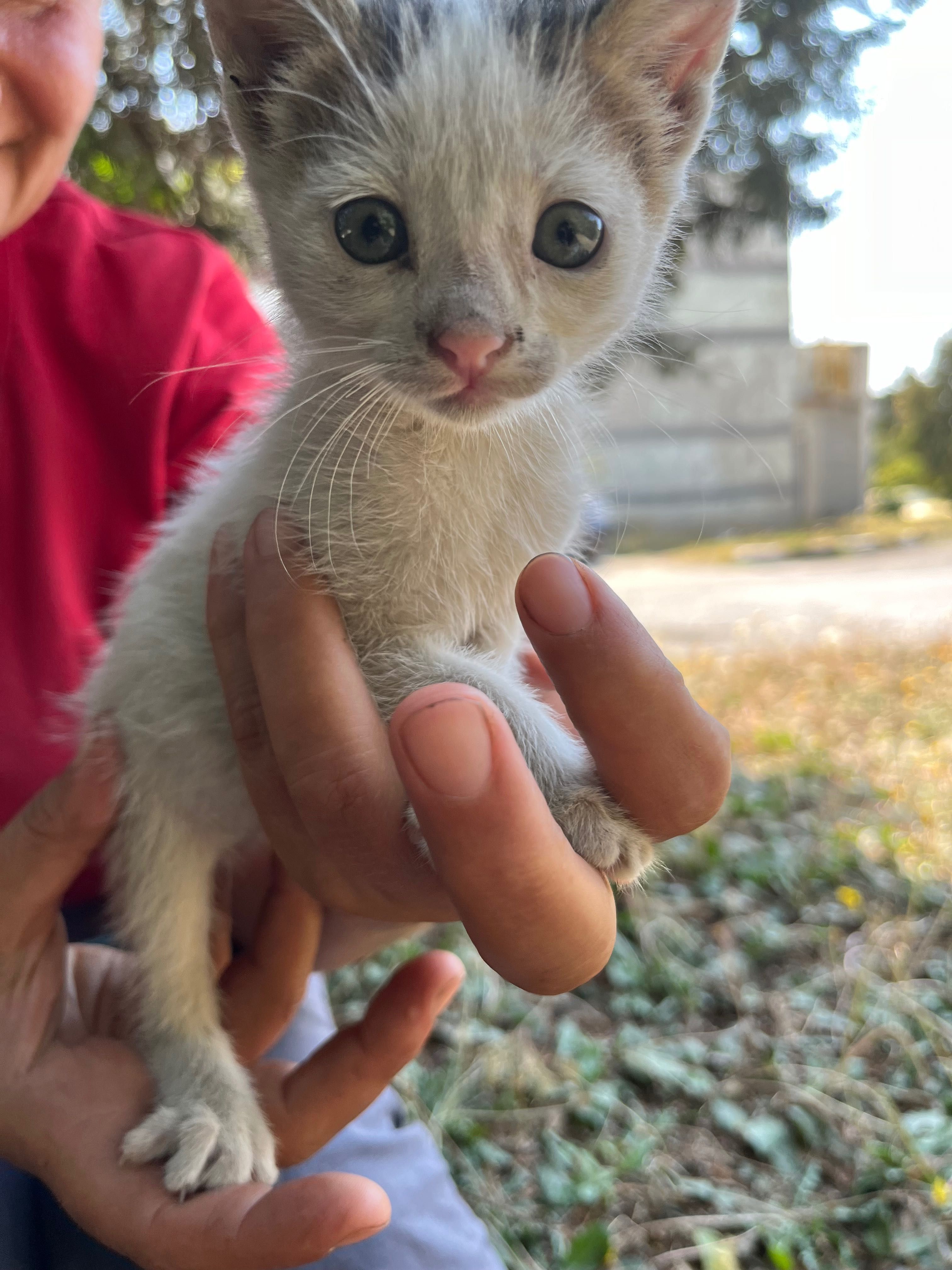 Подарявам котета