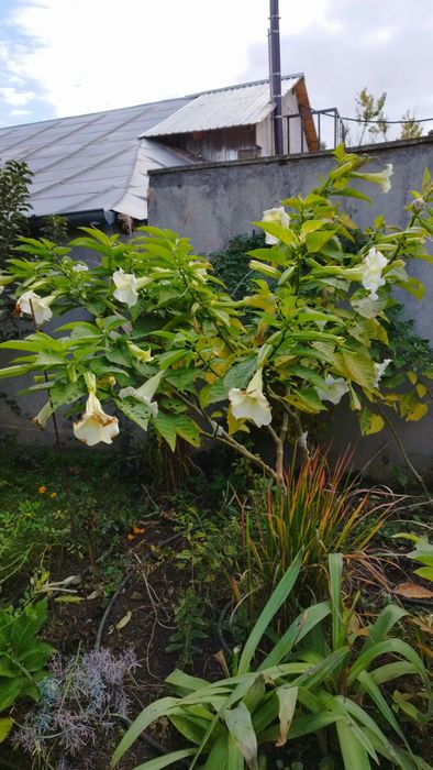 Brugmansia -Trompeta îngerilor - planta  decorativa
