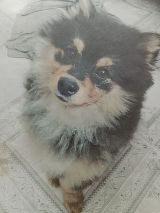 Потерялся шпиц кобель окрас чернорыжый район красного Кардона возраст