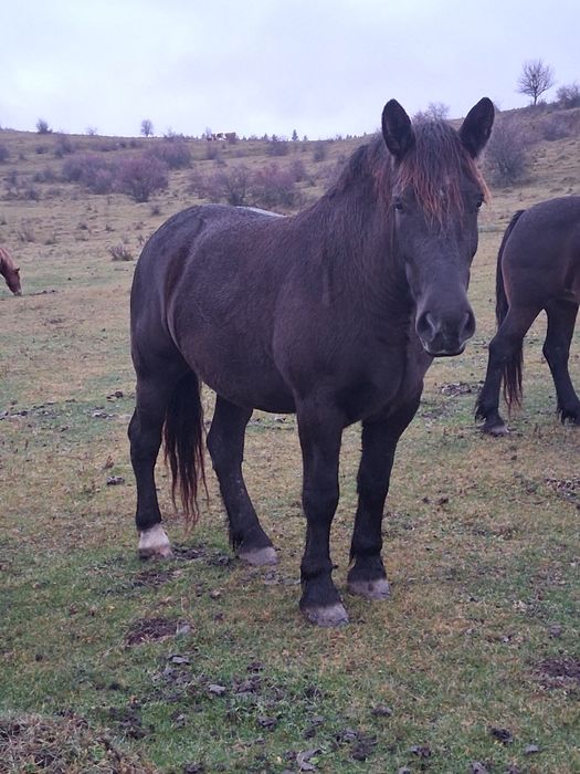 IAPÃ de vînzare de 3/4ani