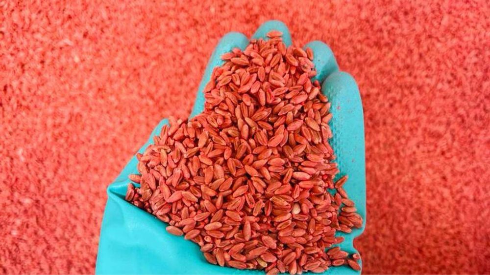 Samanta de grau c1 Apilco